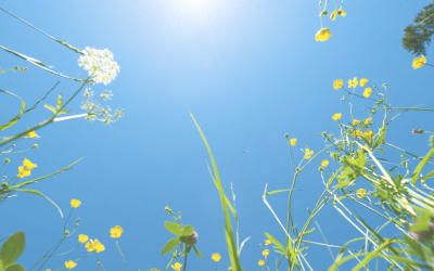Home Maintenance Projects to do Before the End of Summer