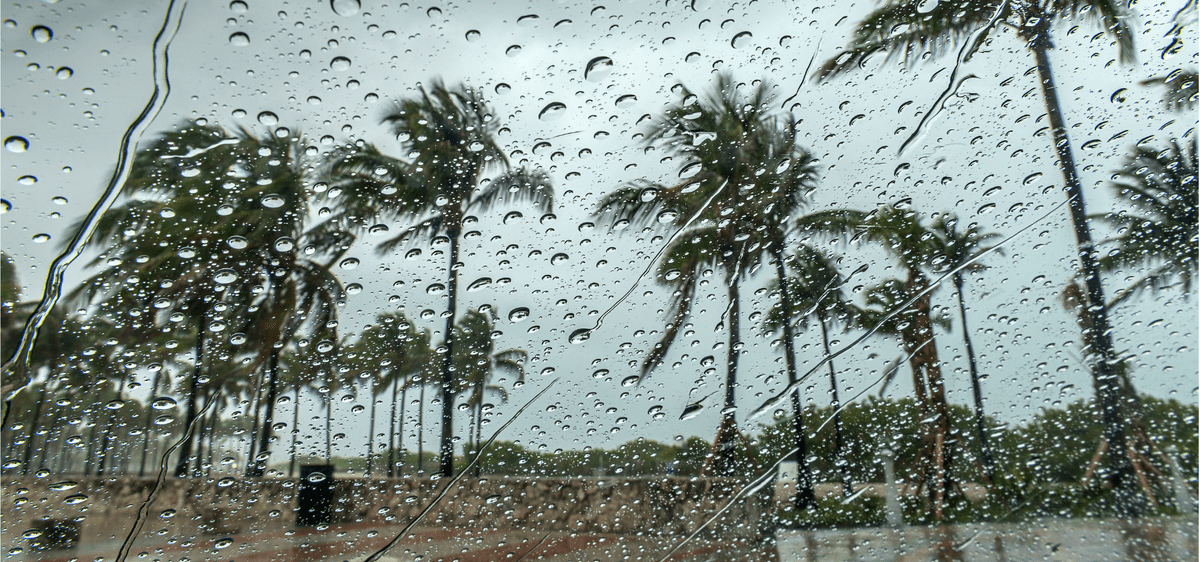 Rainy Day Palm Trees Storm Feature Image - after the storm