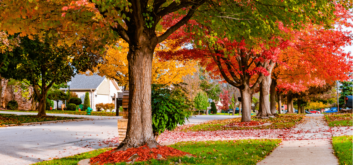 Autumn street scene with colorful fall foliage, leaves on the ground, and houses in the background.