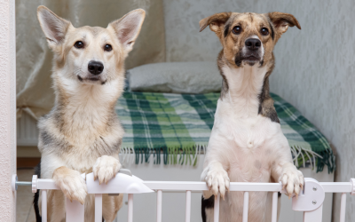 Keep Pets Safe During Home Repairs: What Every Owner Should Know