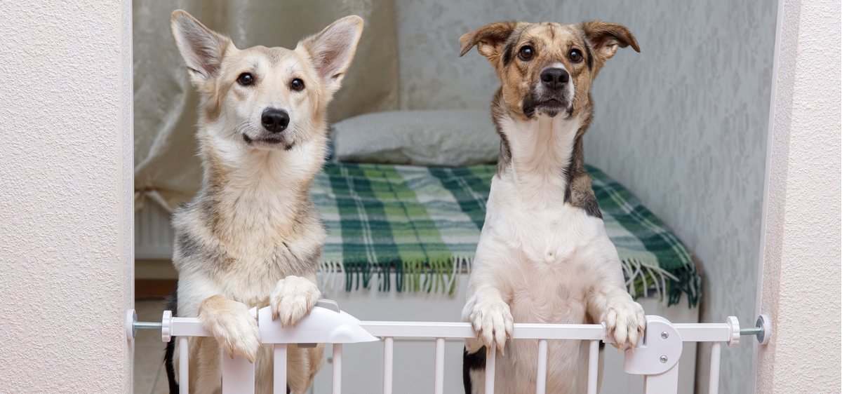 Two Dogs Behind Baby Gate Home Repair Blog Feature Image - Pet Safety